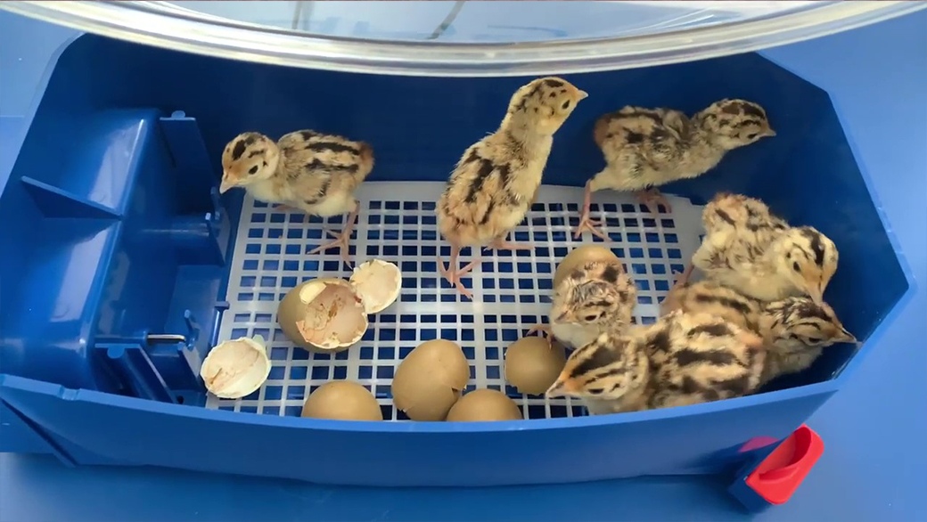 Inkubace vajec u líhně LUMIA 8 AUTOMATIC